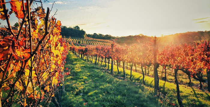 O que fazer na Região Uva e Vinho?